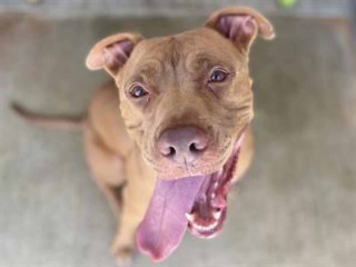Scrappy is a 4-year-old Mastiff mix who is up for adoption at Orange County Animal Care's shelter in Tustin. 