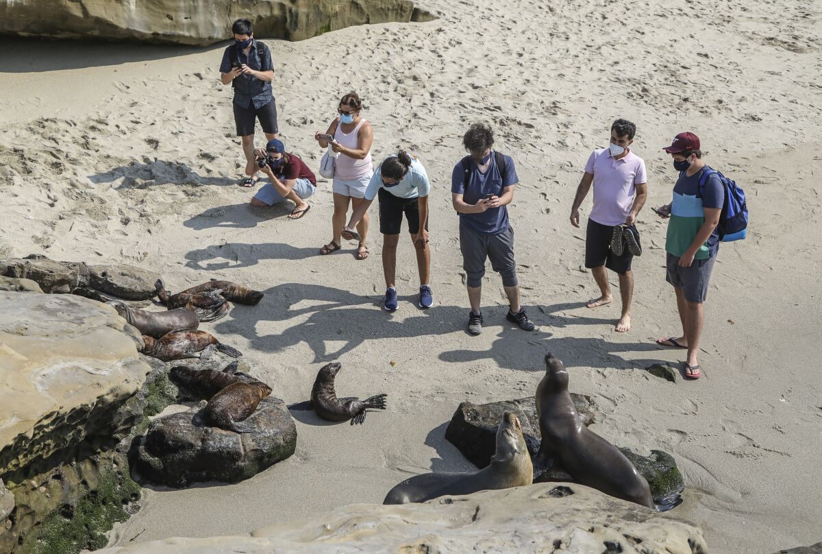 Tomarse selfis con los leones marinos y sus crías no es una buena idea,  advierten funcionarios - San Diego Union-Tribune en Español