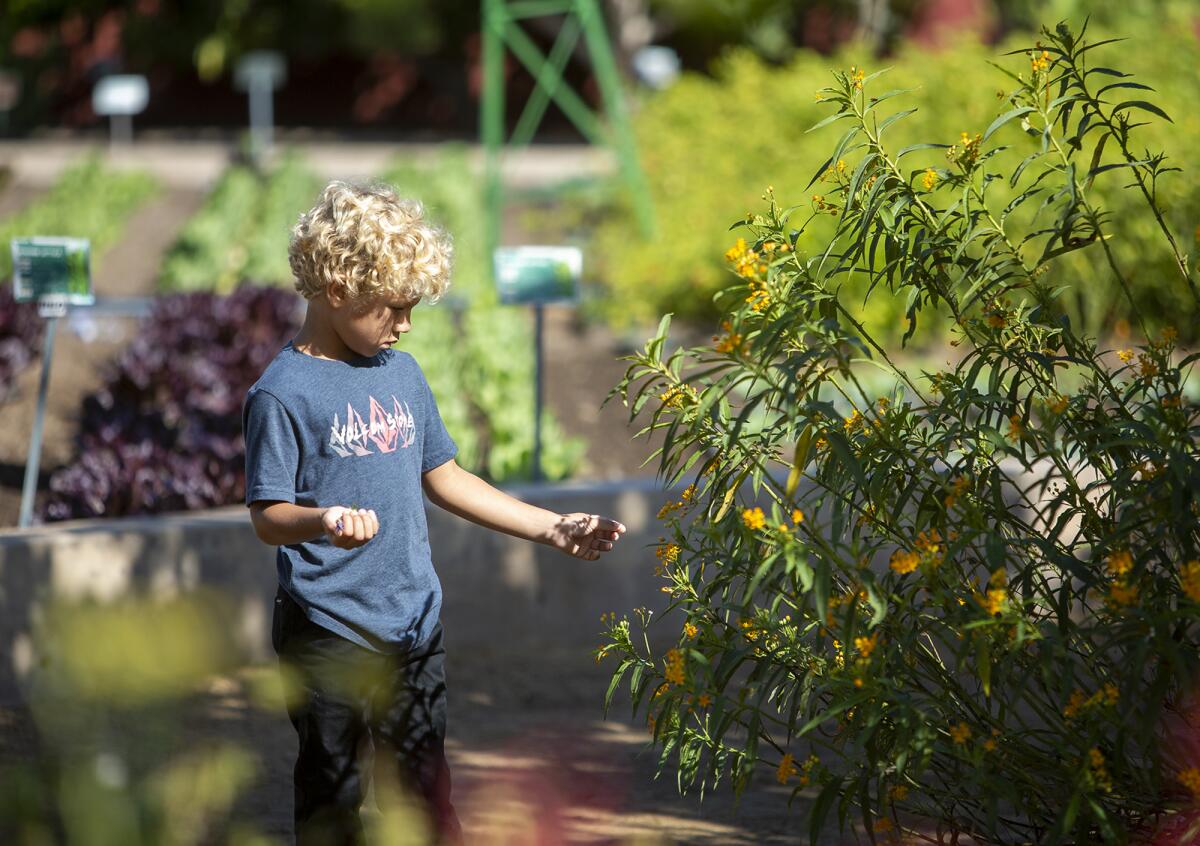 Mariners Elementary School student Cassius Holiday gathers flowers from a plant at Centennial Farm on Thursday.