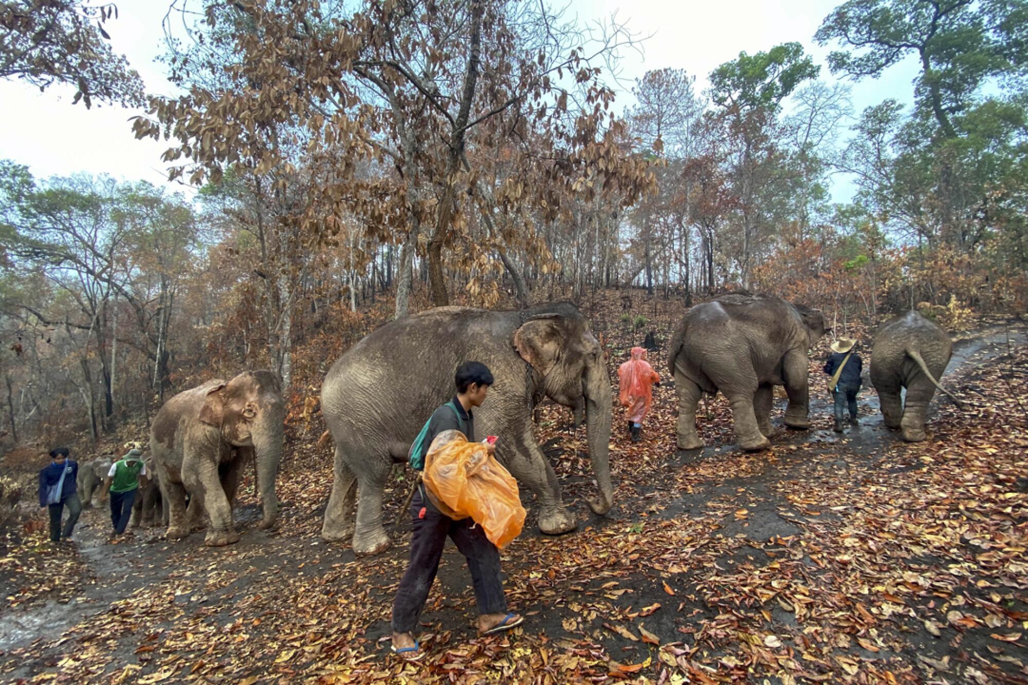 More than 100 elephants in Thailand have marched to their homeland of Mae Chaem since last month.