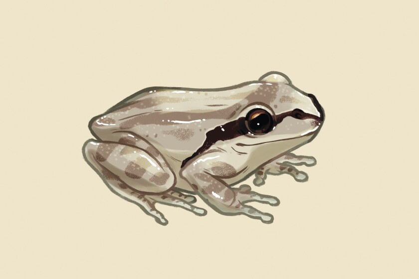Illustrations for the Animals you can see while Hiking in the LA Hills