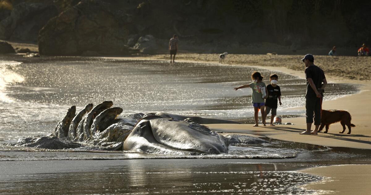 Starvation has decimated Pacific Coast gray whale population Starvation has decimated Pacific Coast gray whale population