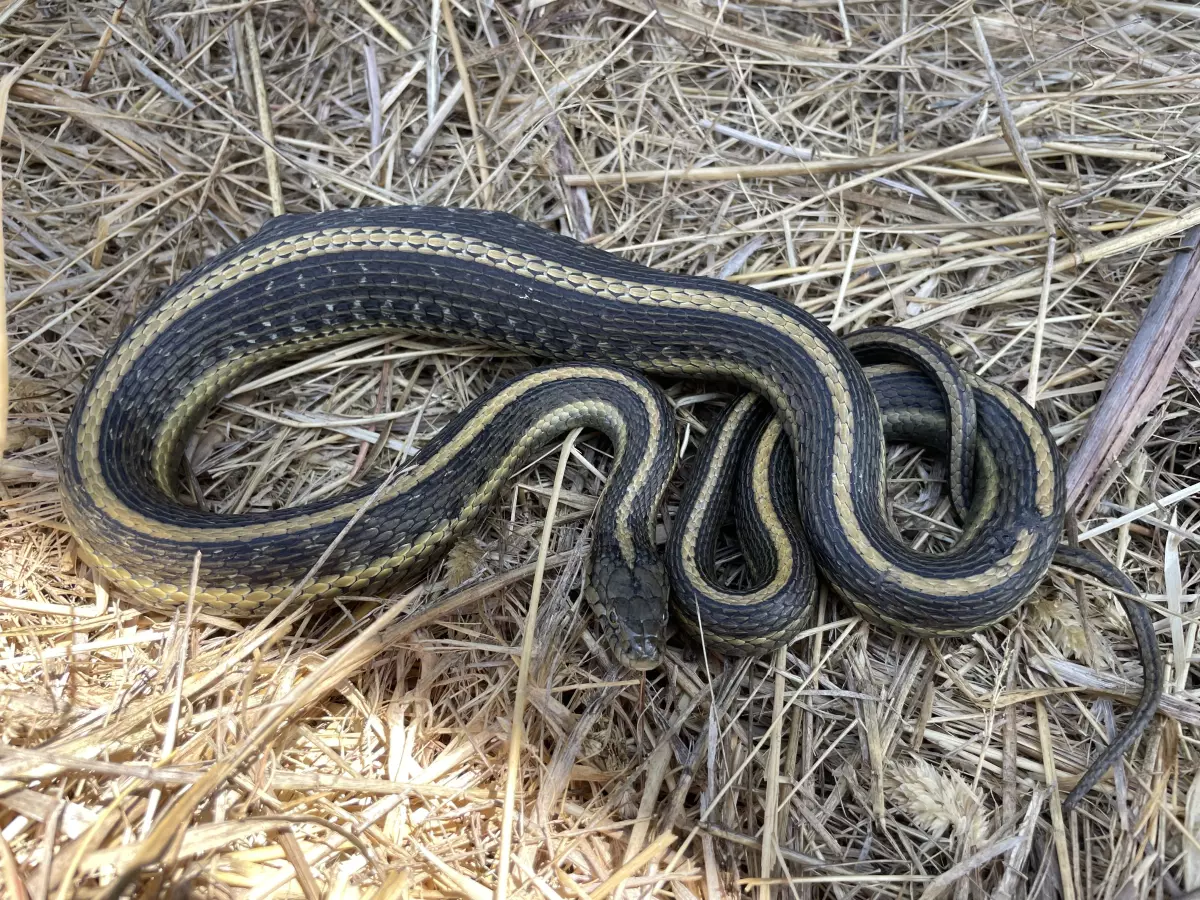 Central Valley Serpent: California's New State Snake & Fight for Survival The great garner snake is California's new state snake.