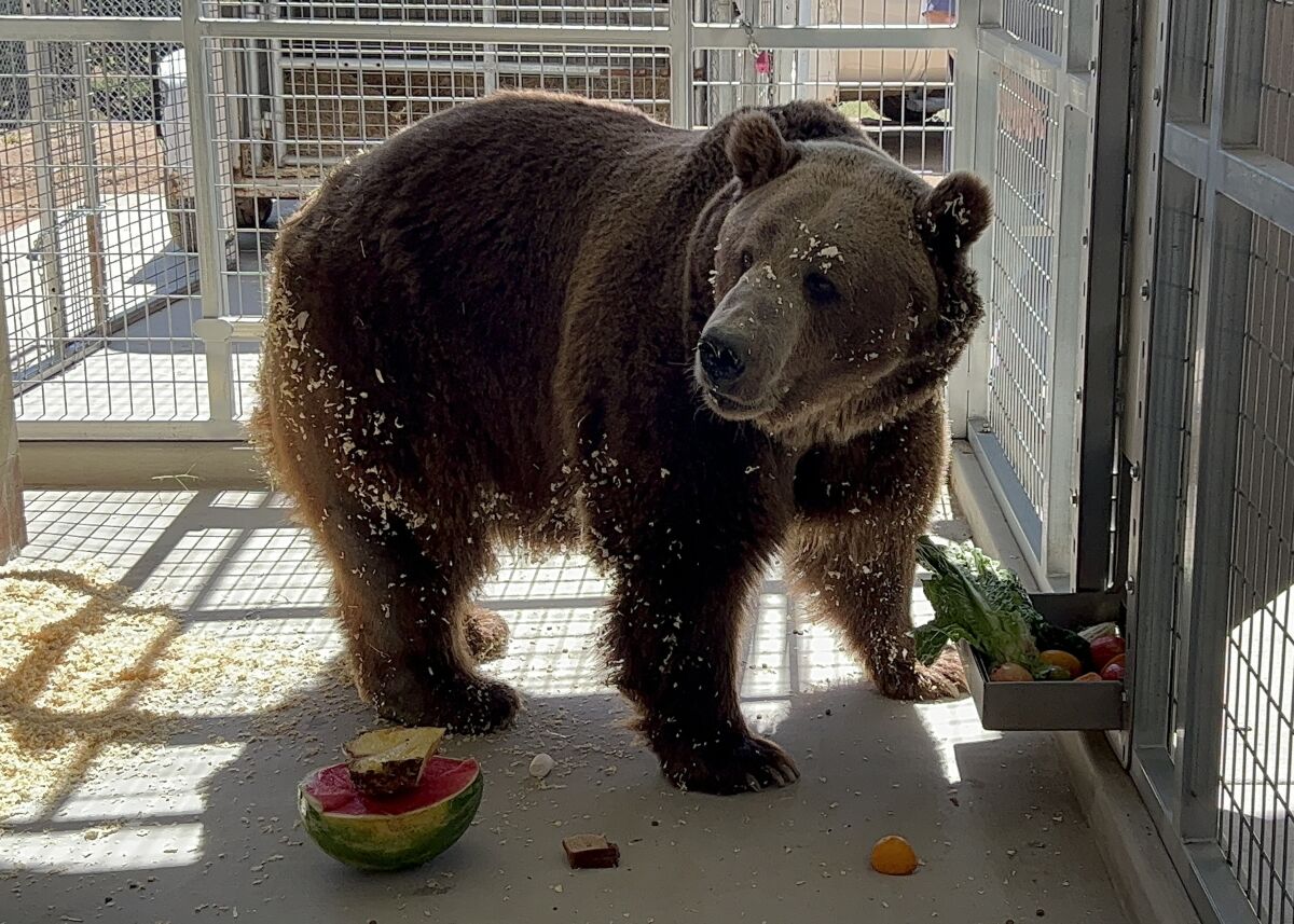 Rocky the bear in his enclosure.