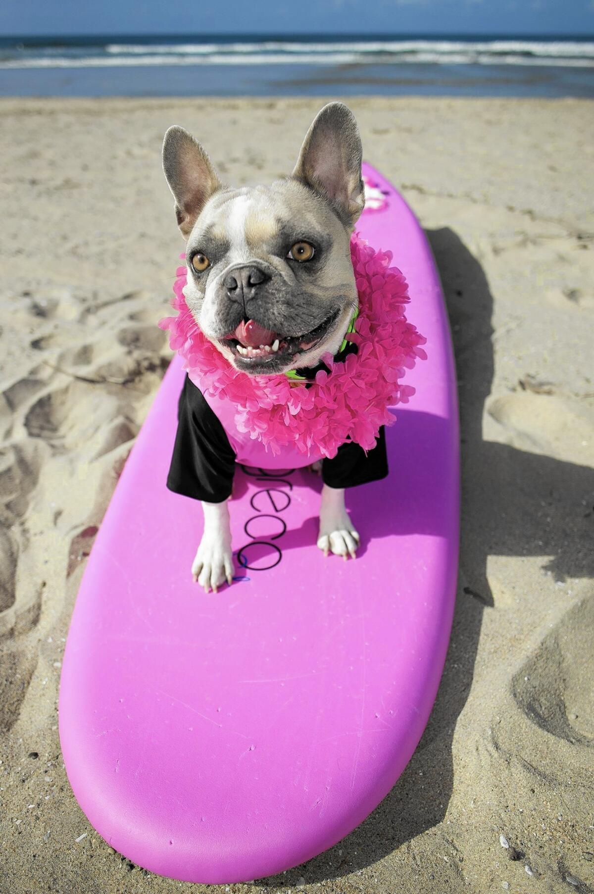 Cherie first hit the waves in 2012, beginning her rise to a competition-winning surfer with a large following on social media. She rides a 7-foot pink Greco longboard.