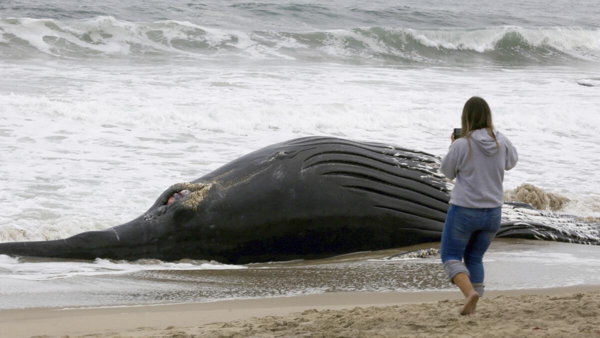 A beachgoer takes a closer look at a dead humpback whale at Dockweiler State Beach on Friday morning.