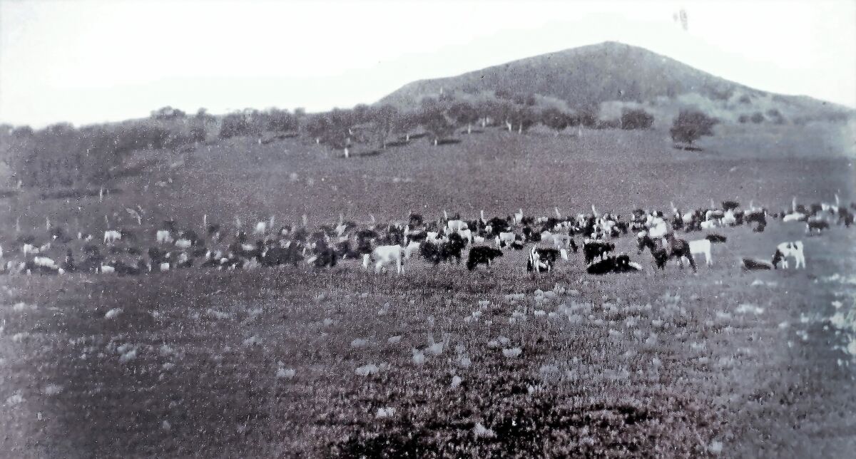 A photo from 1900 shows cows grazing at Rancho Guejito. Cattle have been raised on the property since 1845.
