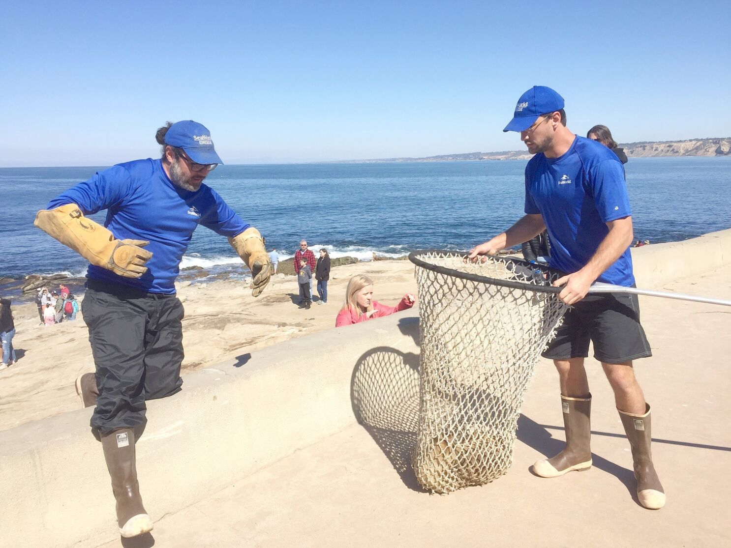 La Jolla News Nuggets: SeaWorld rescues five sea-lion pups; 'Sudden  braking' in Lime scooters and more noteworthy local news - La Jolla Light