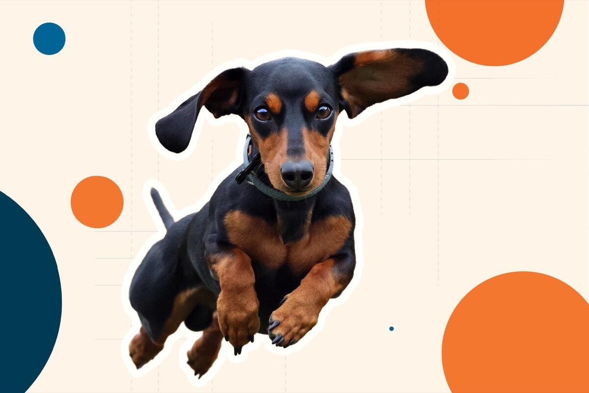 Dachshund Complete Guide Temperament Size And Care: Expert Tips