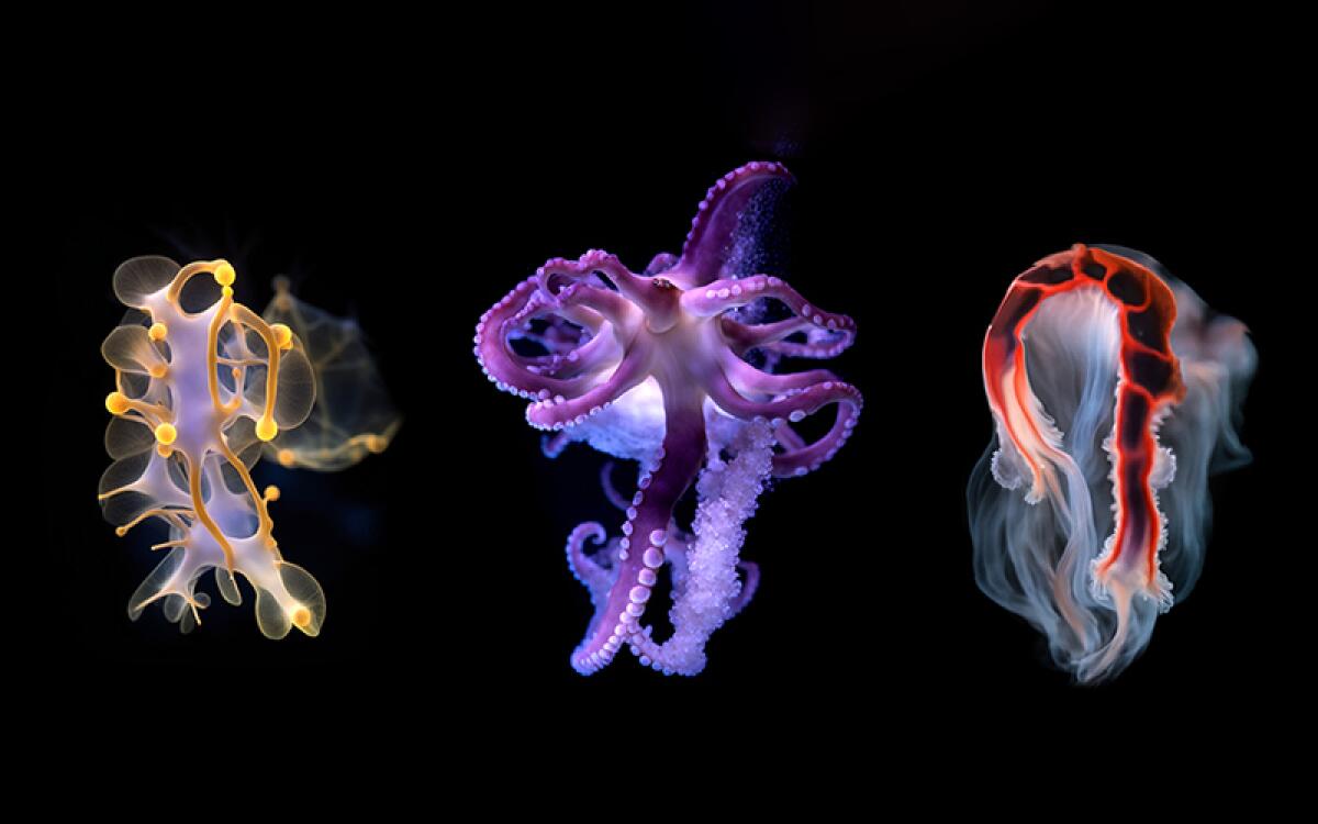 Brightly colored sea creatures appear as surreal abstract forms against a black background.