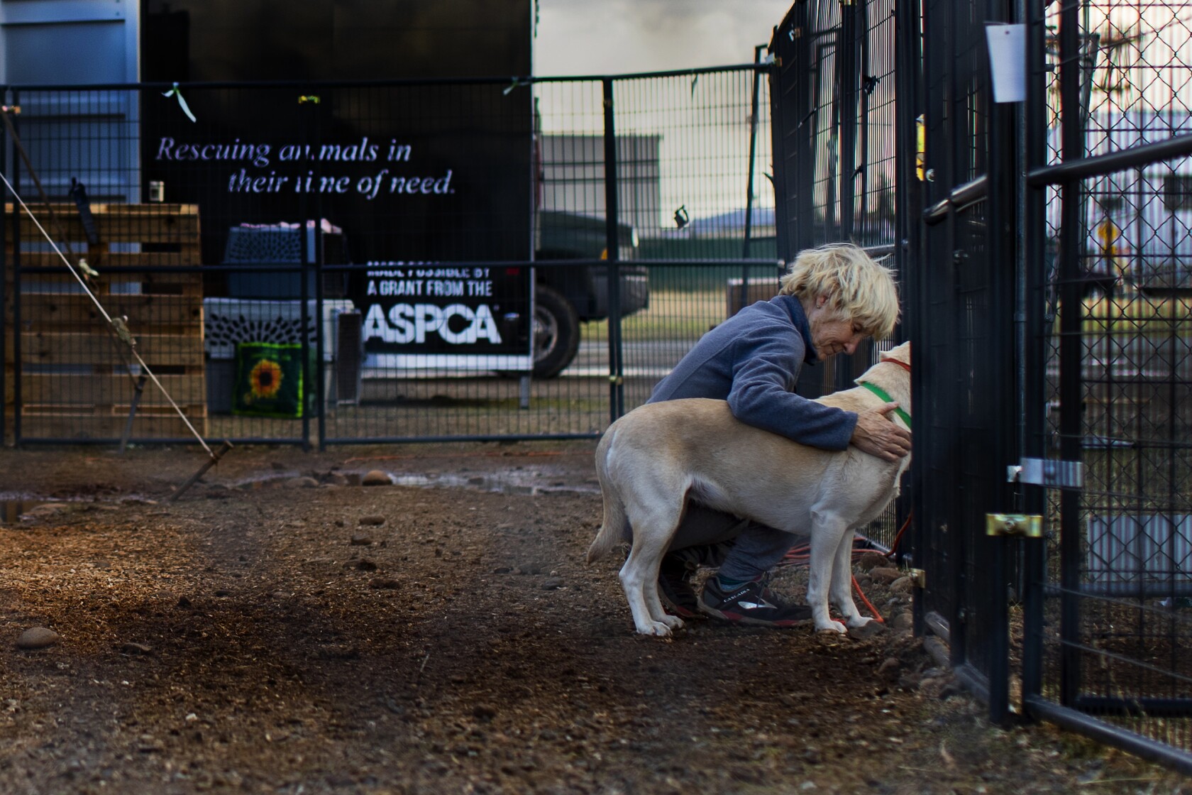 These dogs and cats survived the deadly Camp fire. Will ...