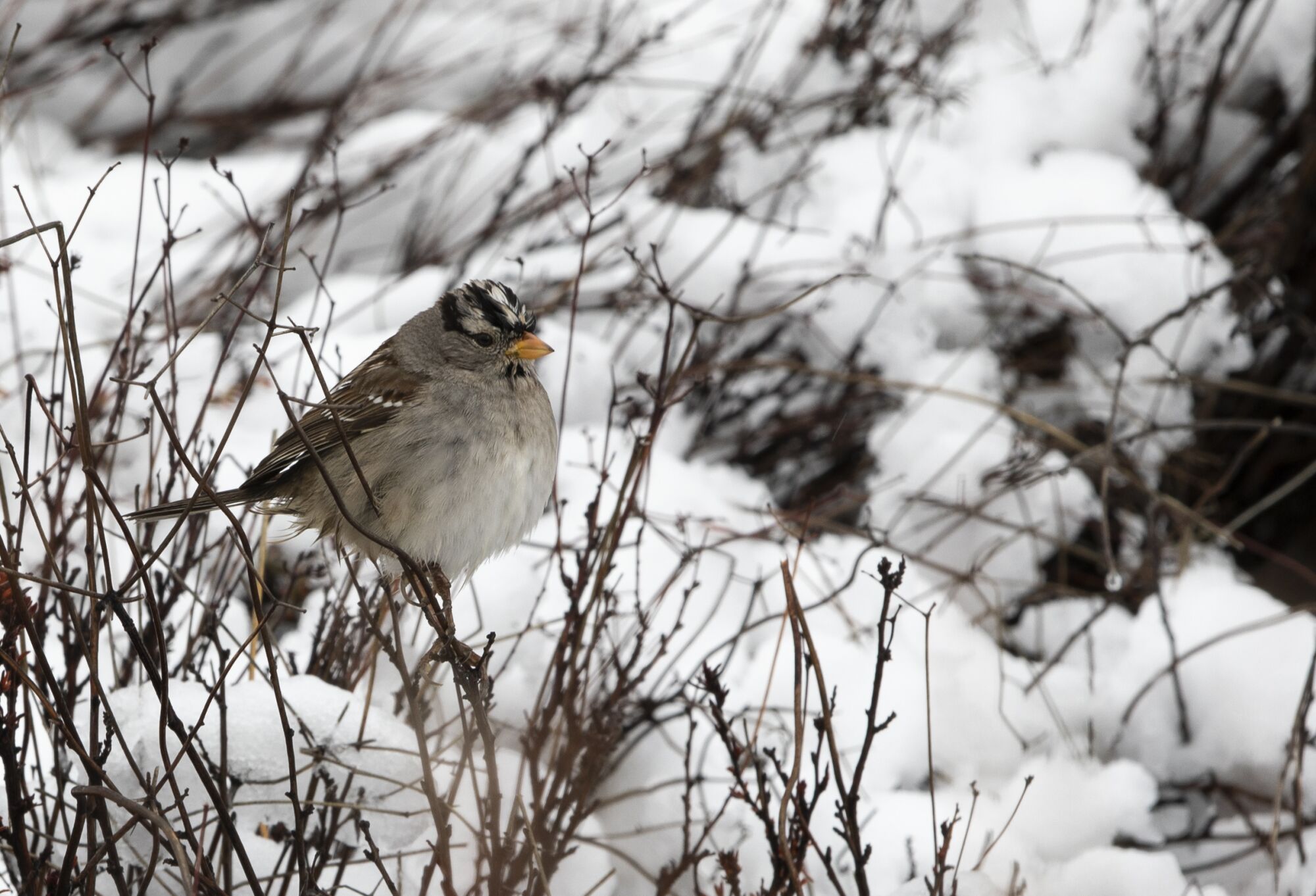A white-crowned sparrow tries to stay warm near Pine Valley after severe weather on Thursday, Feb. 23, 2023.