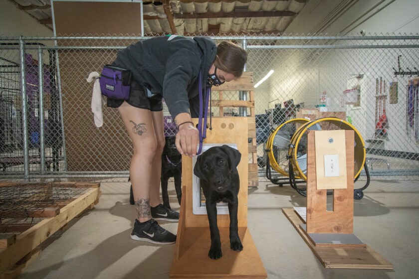 Marting leads black Labradors Reed (front) and Joey through doggie door training at Paws for Purple Hearts.