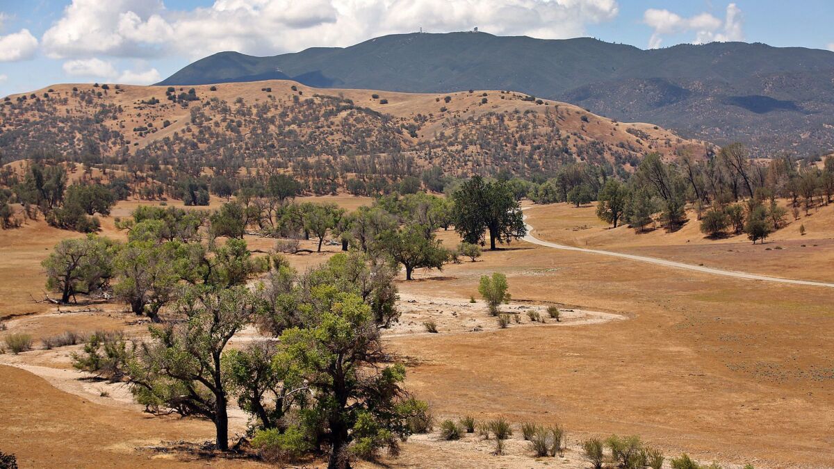 In 2014, San Luis Obispo County was particularly hard hit by drought. Researchers have studied the region's blue oaks to understand the long-term history of drought.