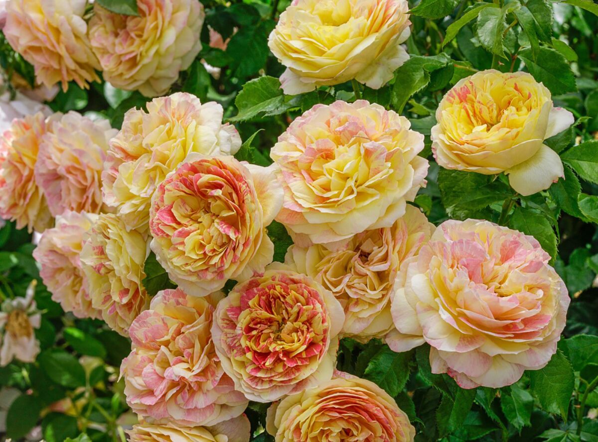'Pop Art' is a grandiflora rose with large, fragrant pink and yellow striped, very double blooms.