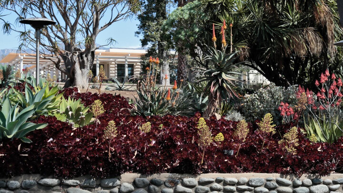 The Huntington Library, Art Collections and Botanical Gardens in San Marino will debut its new educational and visitor complex Saturday. Shown here: A view of the new restaurant from the Desert Garden.
