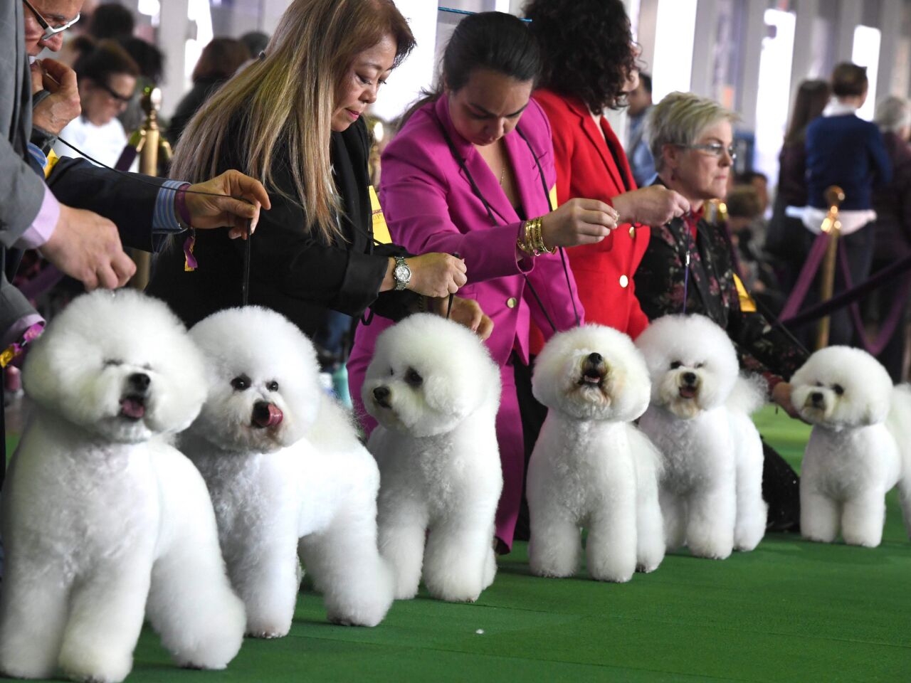 which breed of dog has never won the title of best in show at the annual westminster dogshow