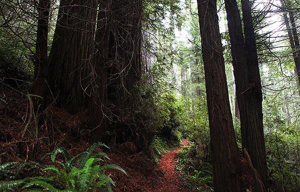 Redwood trees line the Flint Ridge Trail in Redwood National Park, where the Yurok hope to acquire 1,200 acres for development as a tribal park. See full story