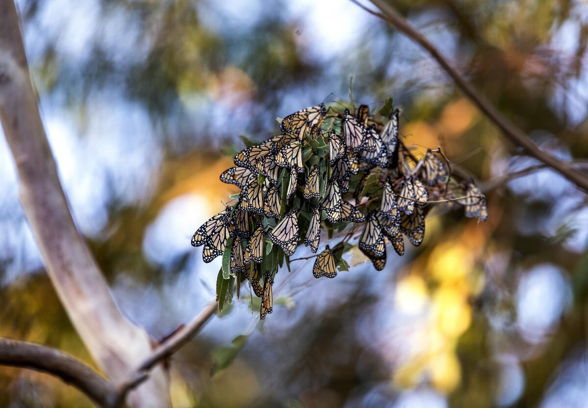 A photograph of a cluster of monarch butterflies on a tree branch in Malibu.