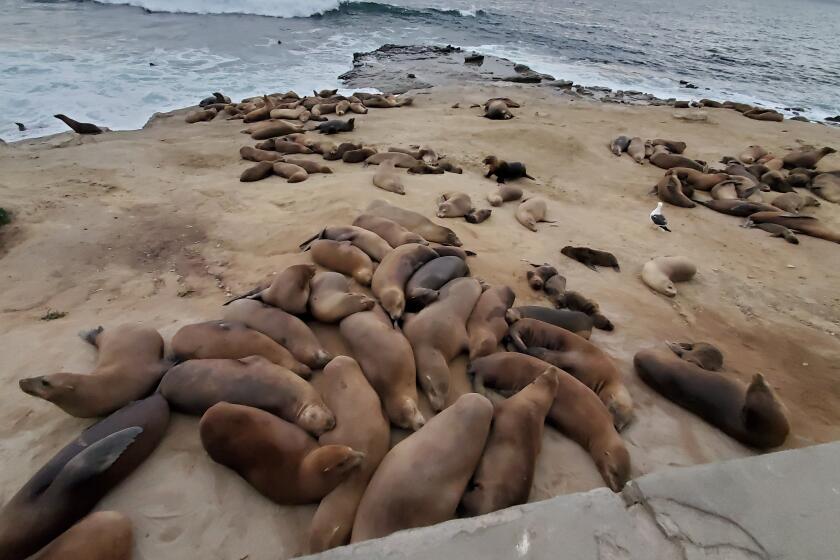 Sea lions haul out on Point La Jolla.