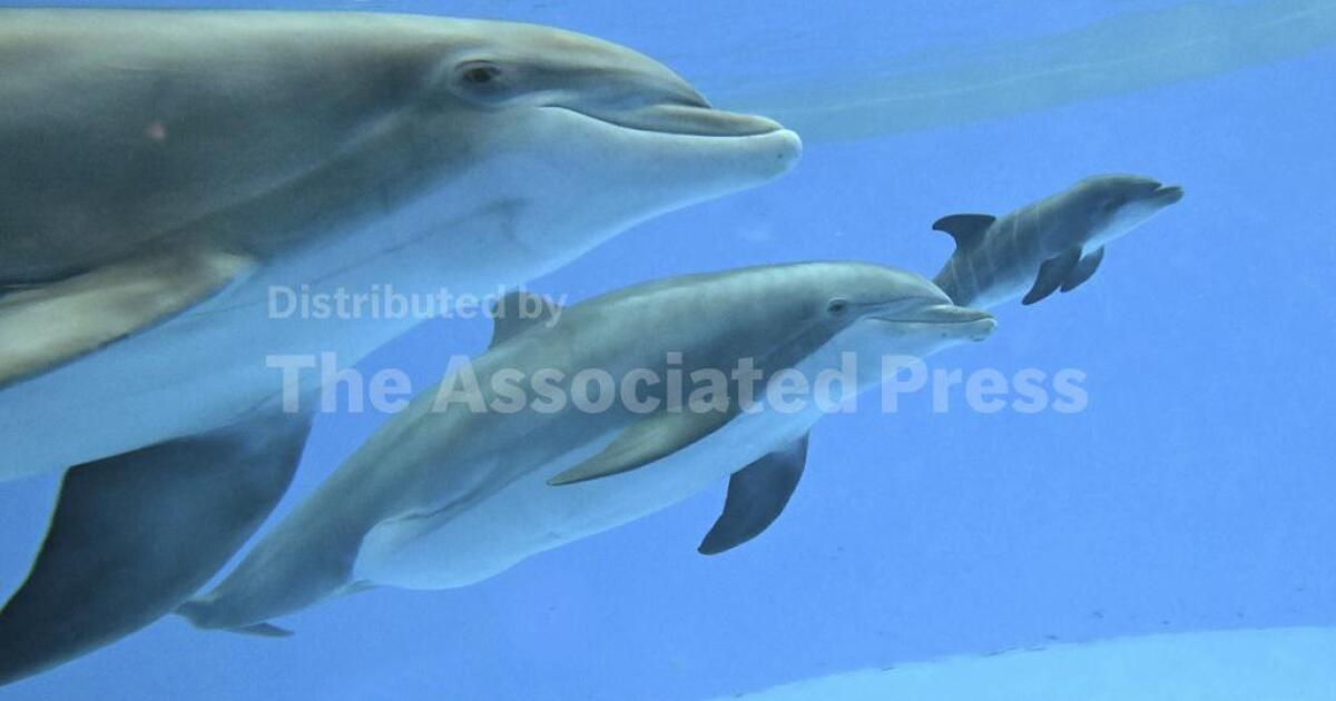 Brookfield Zoo’s Chicago Dolphins Celebrate Newborn Calf with Allie and Tapeko