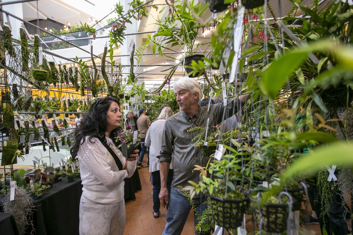 Andy Phillips, from Andy's Orchids in Encinitas, with Mandana Habibi Thursday at the 33rd annual Southern California Sprin