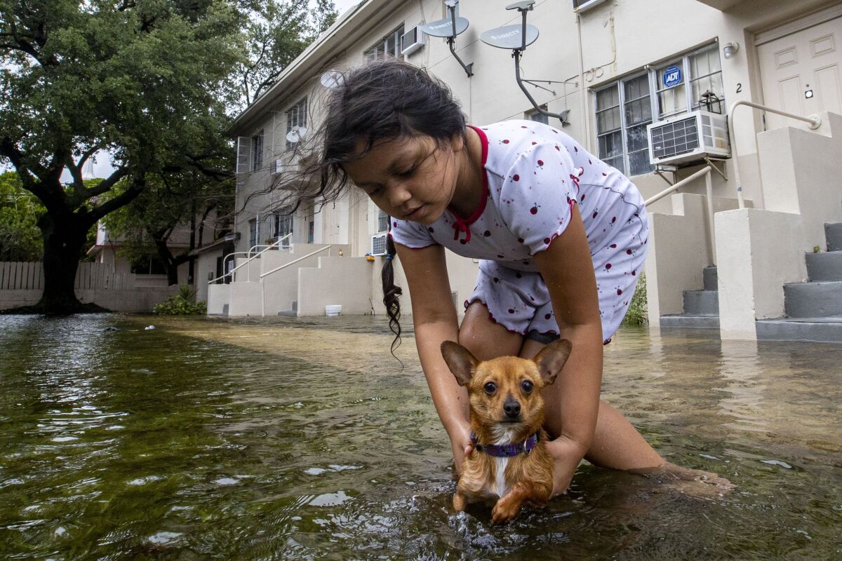 Mileidy Erazo, 6, holds her dog Canelo as he swims in floodwater near her apartment in the Little Havana neighborhood of Miami, Saturday, June 4, 2022. (Daniel A. Varela/Miami Herald via AP)