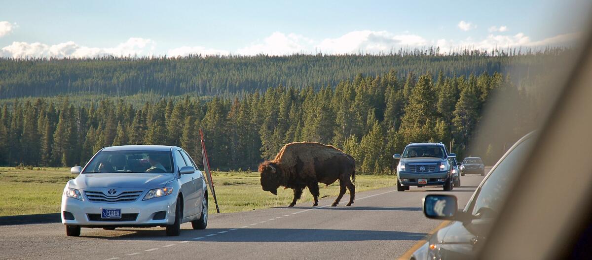 In Yellowstone National Park, which lies mostly in Wyoming, bison are common enough to cause traffic jams. Photo taken in 2010.