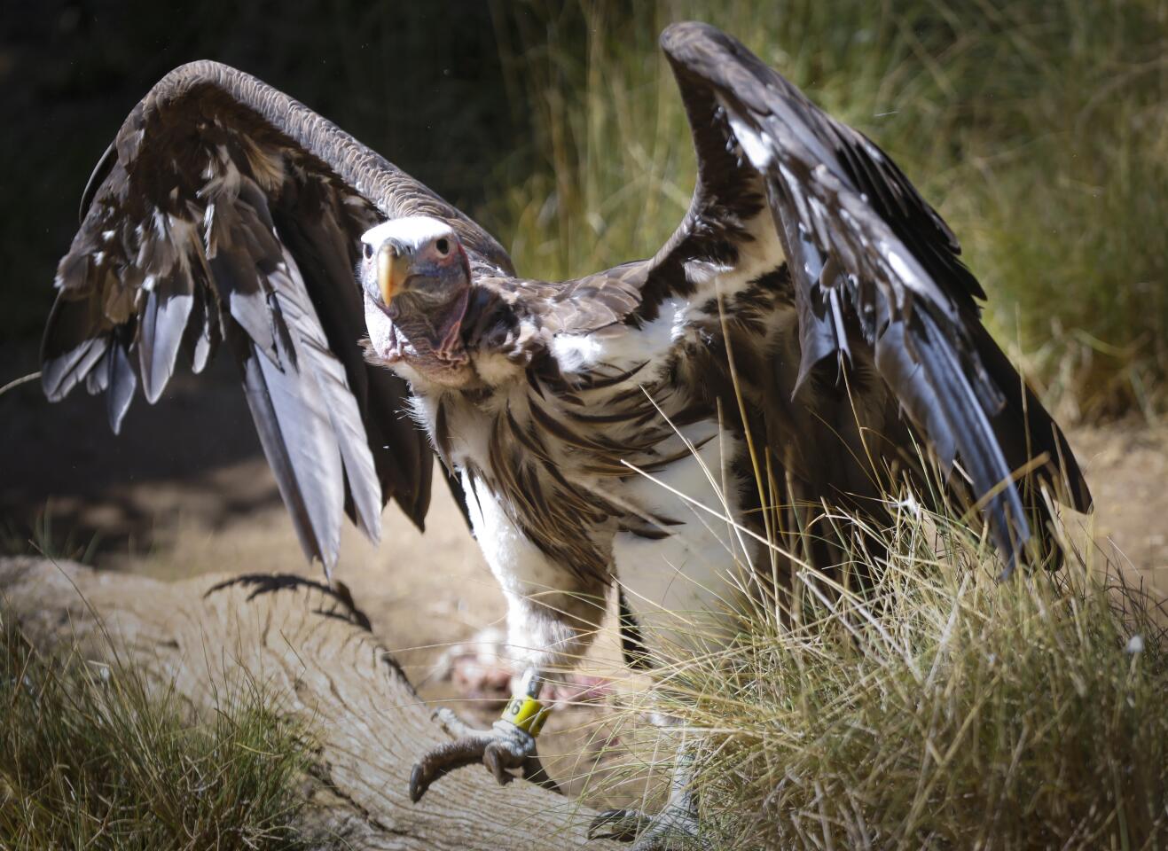 8 Wow-some Wonders About Vultures – San Diego Zoo Wildlife Alliance Stories