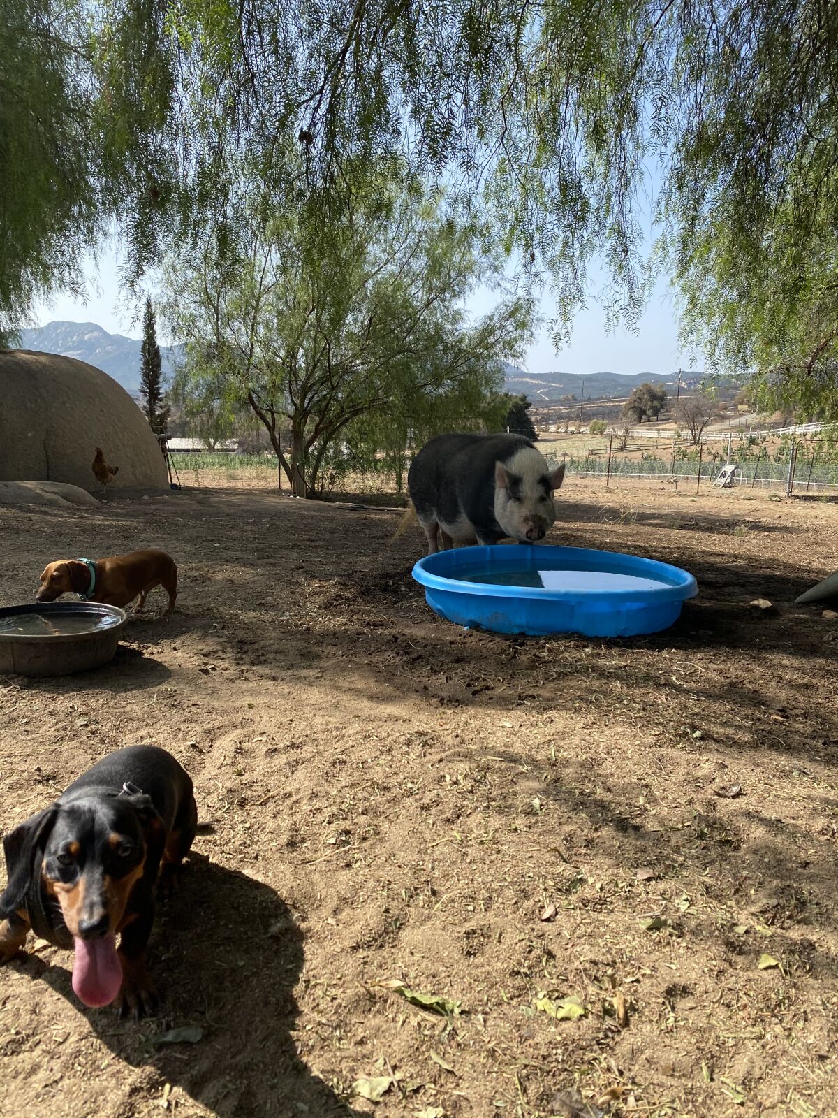 A pig and two dogs drinking water from kiddie pools.