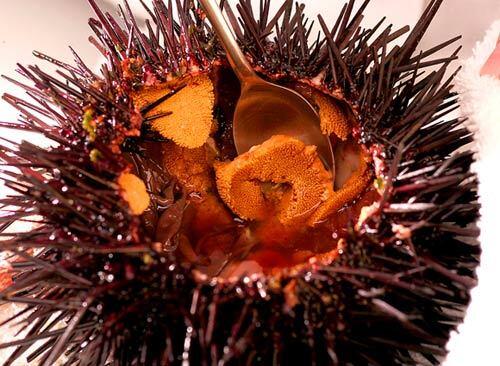 Sea urchin, step 4