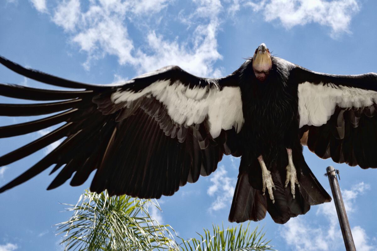 A bird with brown-and-white wings outstretched against a blue sky 