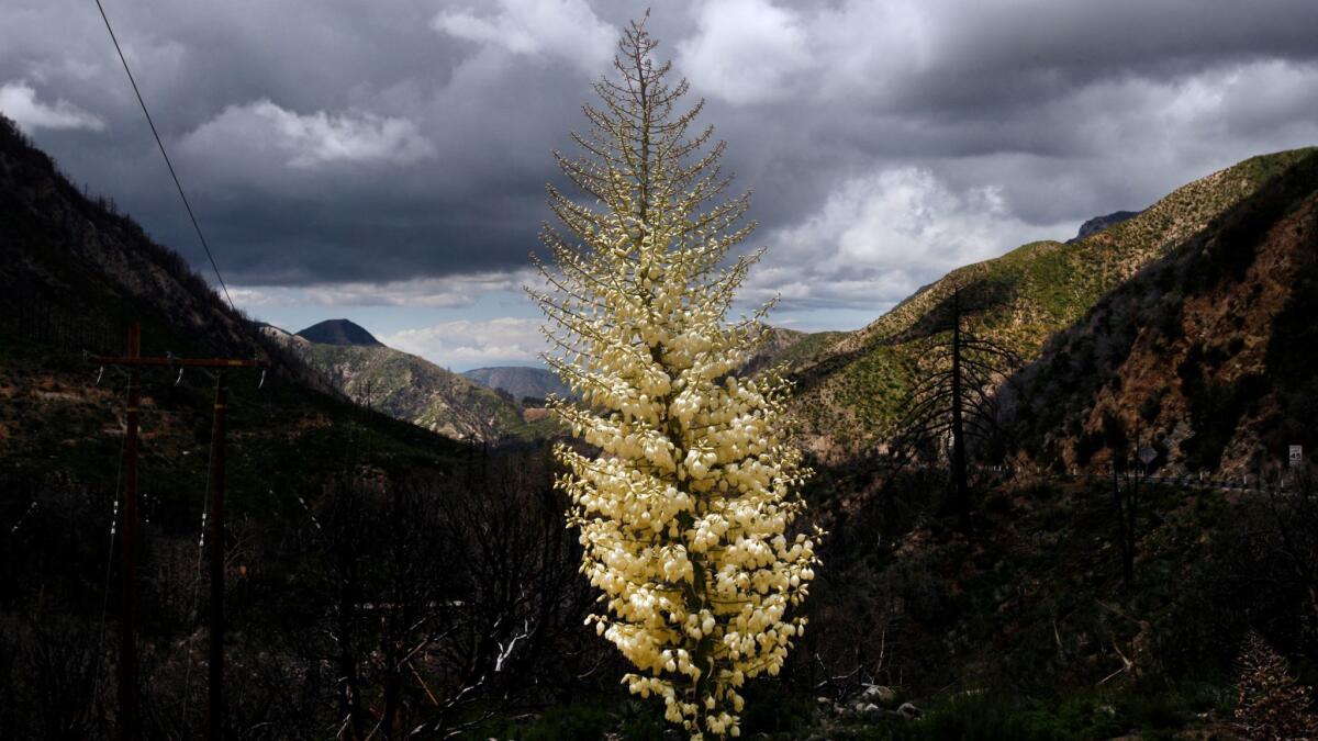 The yucca, shown blooming amid scorched trees and vegetation along the Angeles Crest Highway, is one of several fire-resistant plants that work well in California gardens.