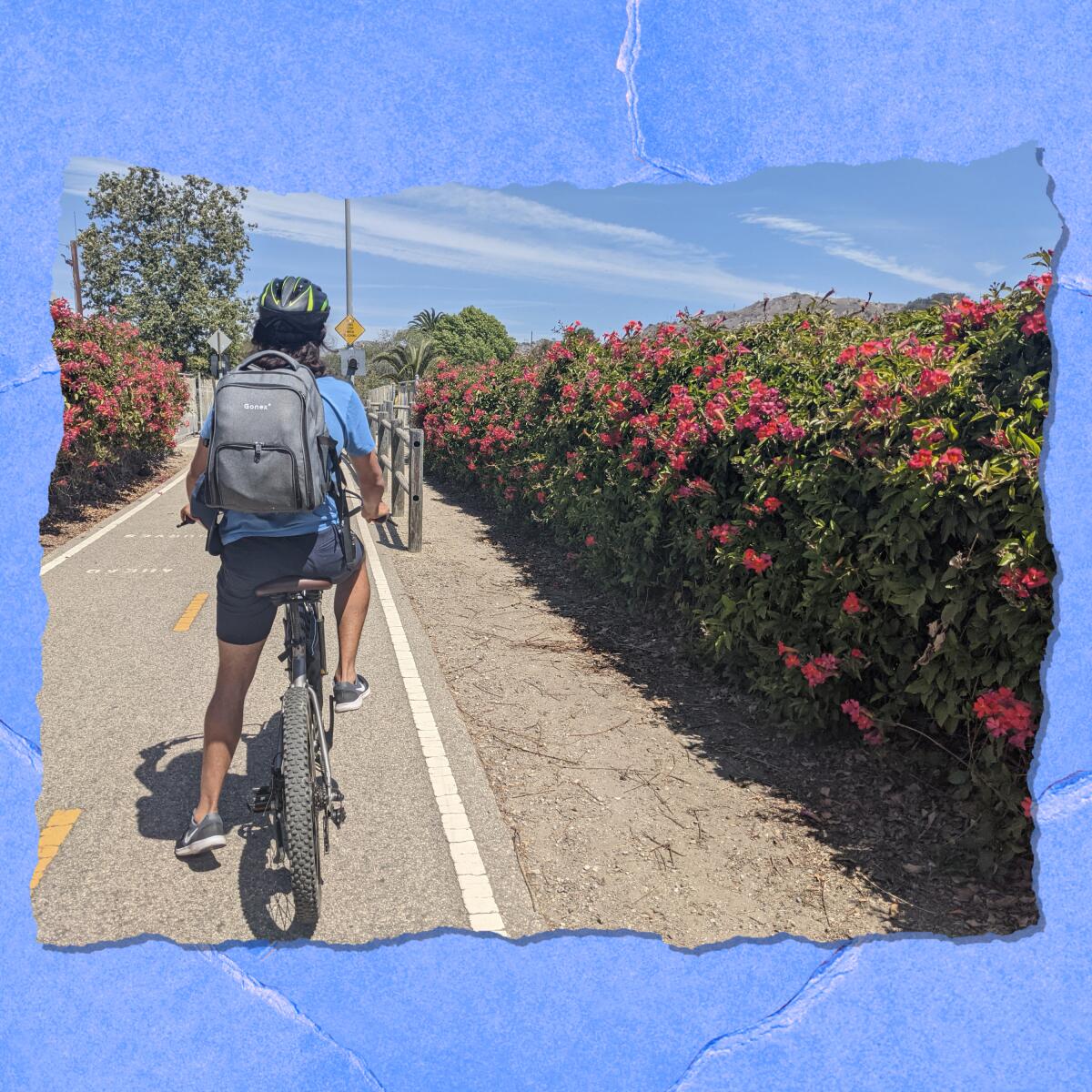 A person is seen from behind riding a bike on a concrete path next to bushes of bougainvillea.
