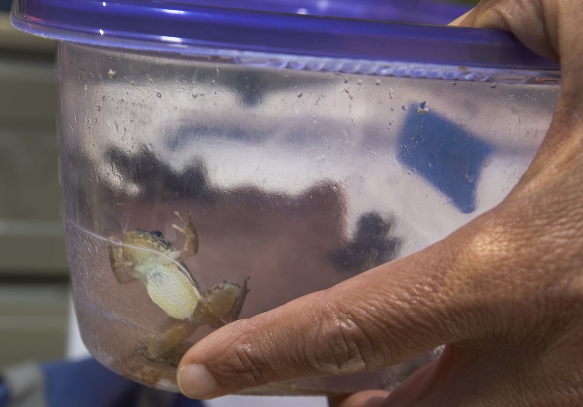 A yellow-legged mountain frog wriggles in a plastic container. 