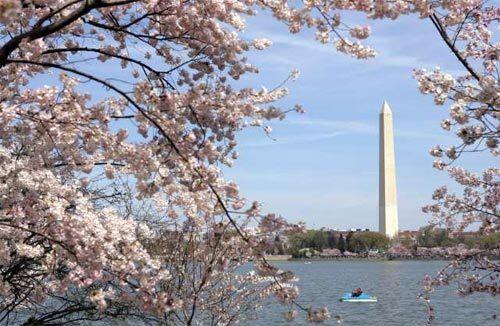 World events calendar: National Cherry Blossom Festival in Washington, D.C.