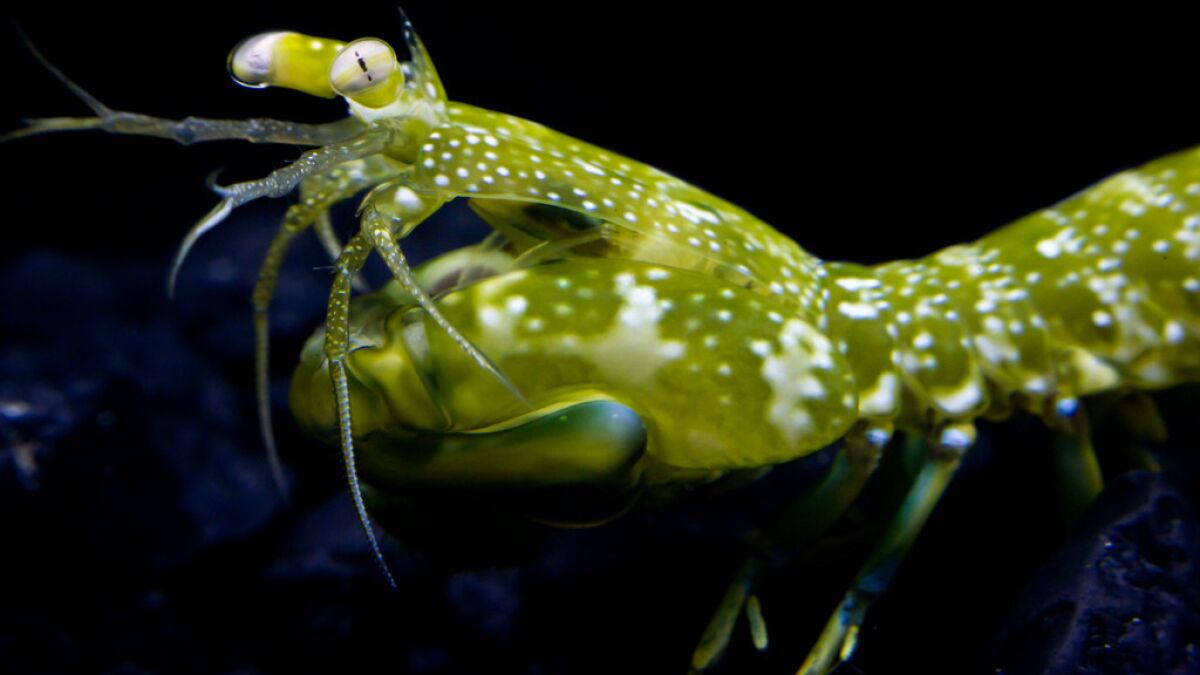 favor Malawi leder Mantis shrimp wear tinted shades to see UV light - Los Angeles Times