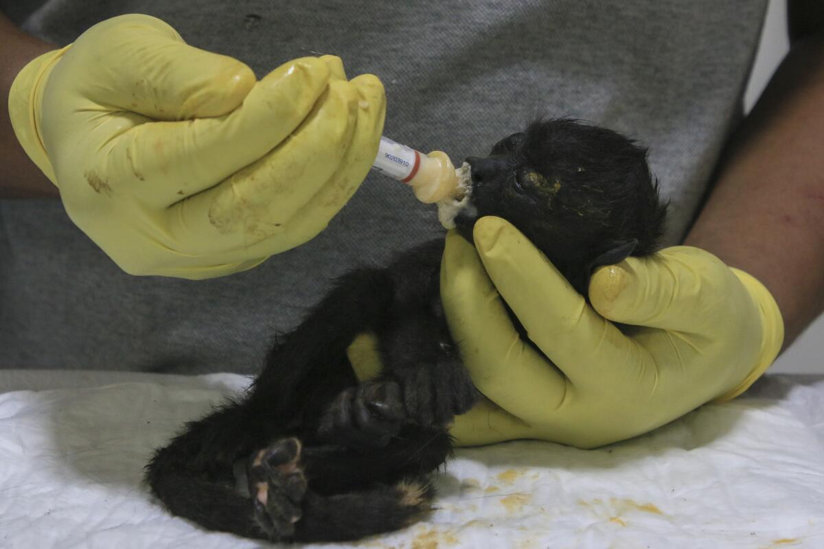 Un veterinario alimenta a un joven mono aullador rescatado en medio de temperaturas 