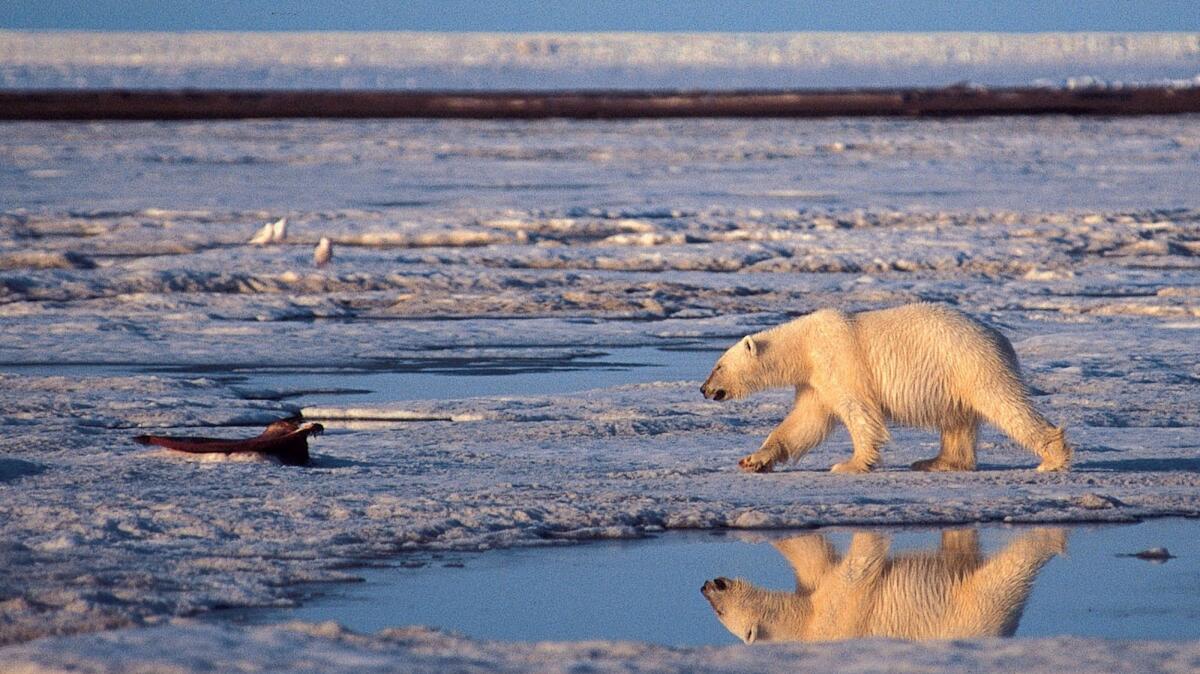 A polar bear walks in the Arctic National Wildlife Refuge on Sept. 12, 2003.