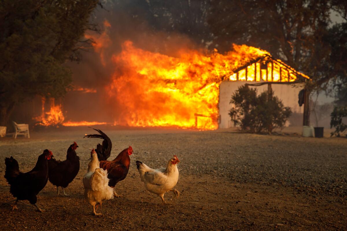 Chickens watch as a home is destroyed by the River fire in a neighborhood near Lakeport, Calif.