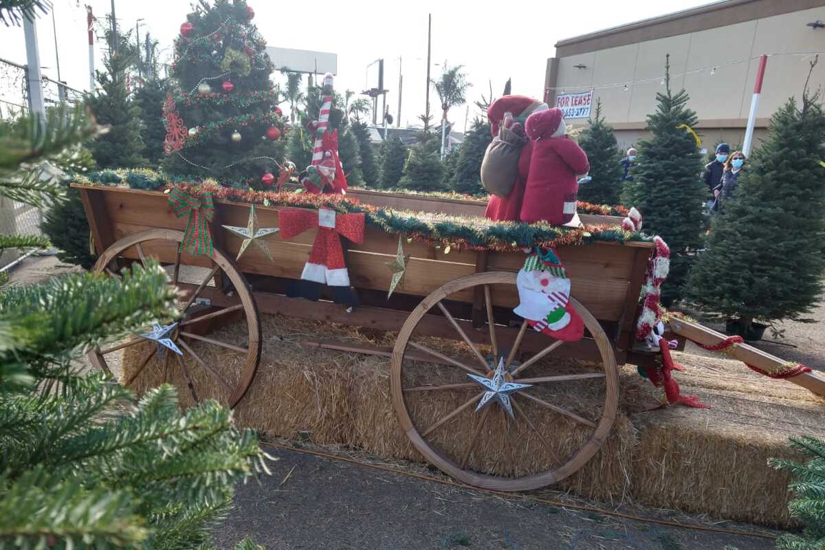 A holiday-decorated wooden wagon in the middle of a Christmas tree lot.