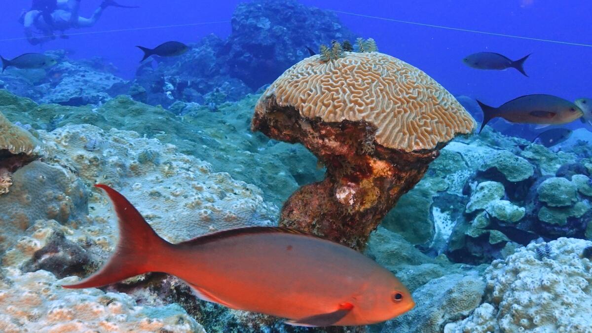 Climate change hurting coral, but these reefs off Texas thrive - Los