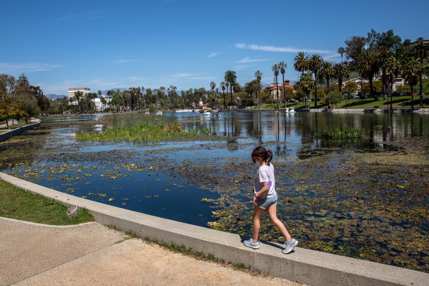 Los Angeles, CA - March 27: A young girl taking advantage of warm weather walks around Echo Park Lake, in Los Angeles, CA, Monday, March 27, 2023. (Jay L. Clendenin / Los Angeles Times)