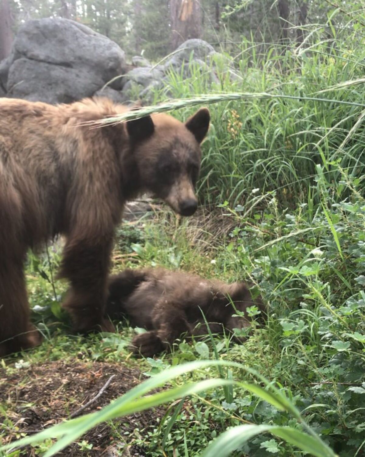 A dead bear cub and its mother in Yosemite National Park