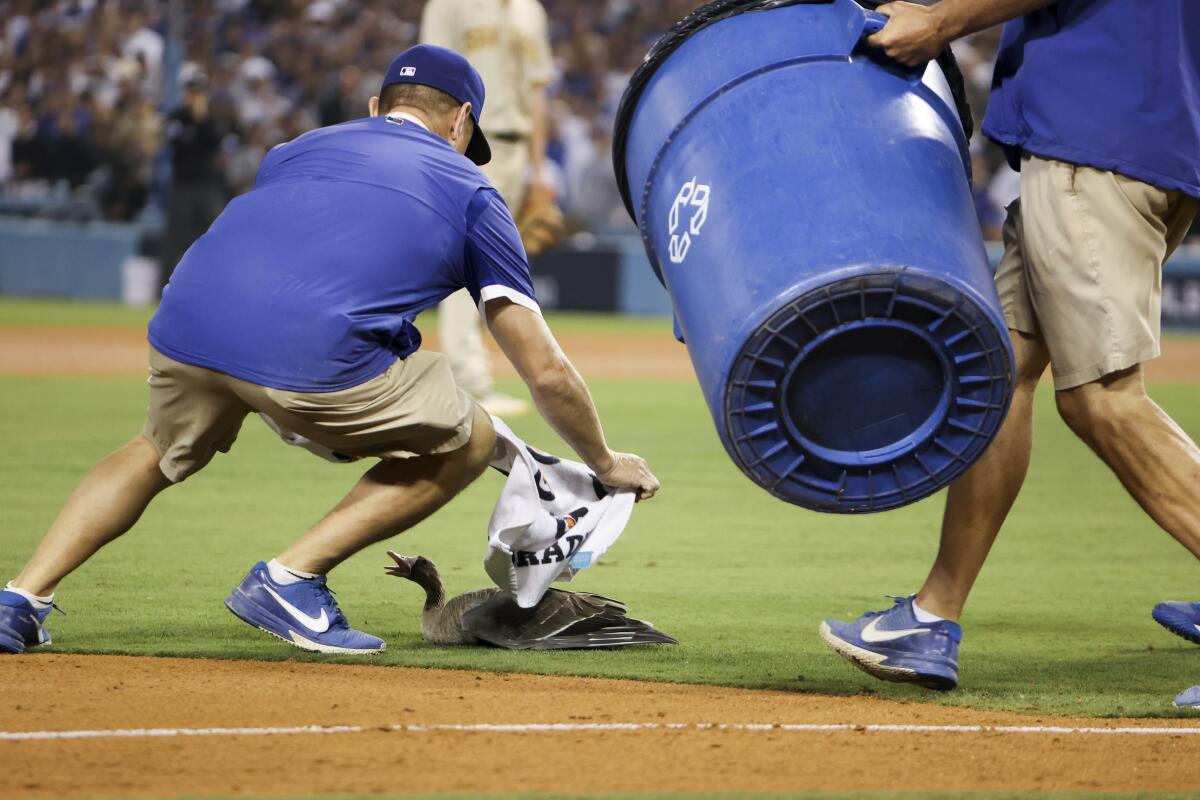 Dodger Stadium workers use a towel and a recycling bin to capture a goose sitting on the baseball field