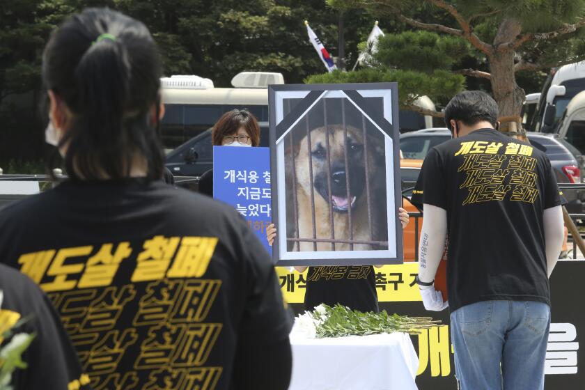 Animal-rights activists in Seoul protest dog-meat consumption on Thursday.
