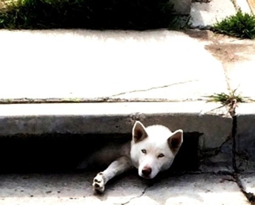 This Siberian husky named Bella was found wedged in a storm drain on Woodrow Avenue in Encanto Thursday and safely rescued.