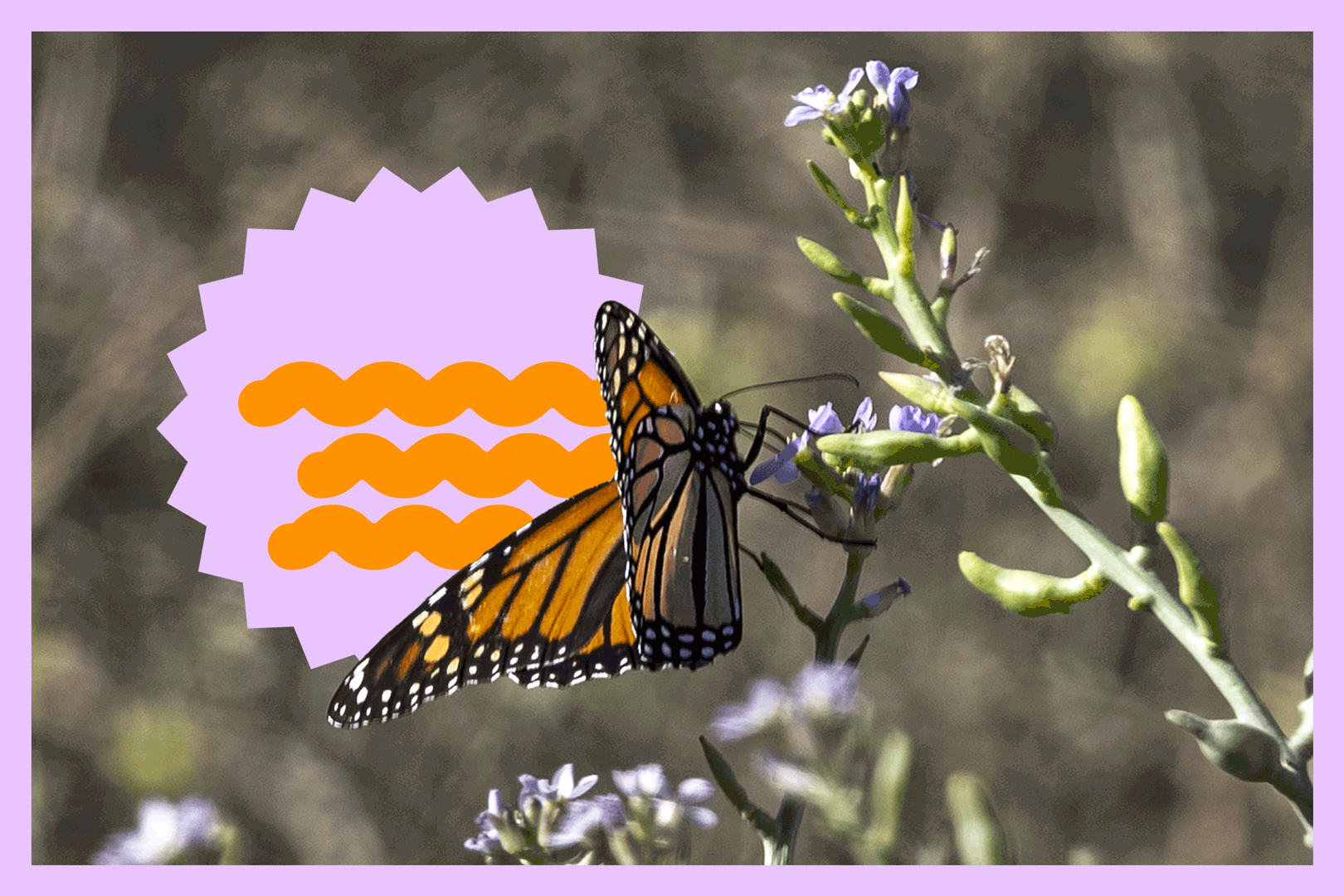 A monarch butterfly perched on a flower with an animated sunburst behind it
