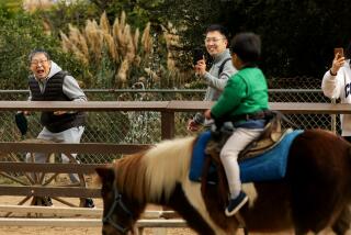 LOS ANGELES-CA - DECEMBER 6, 2022: Ethan Kim, 3, rides a pony as his grandfather Hwan, father Dennis, and mother Susan, from left, look on, during a family visit to Griffith Park Pony Rides on Tuesday, December 6, 2022. The city of Los Angeles will end its contract with Griffith Park Pony Rides due to threats of a lawsuit from an animal rights group. The group claims that the ponies were kept in inhumane conditions. Owner, Steve Weeks, is looking for new homes for its ponies. (Christina House / Los Angeles Times)