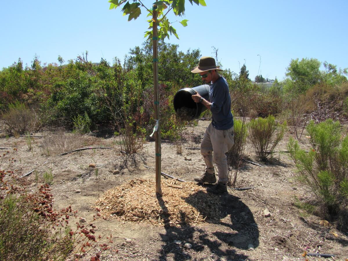 A man in a broad-brimmed hat dumps mulch from a large bucket around a young tree